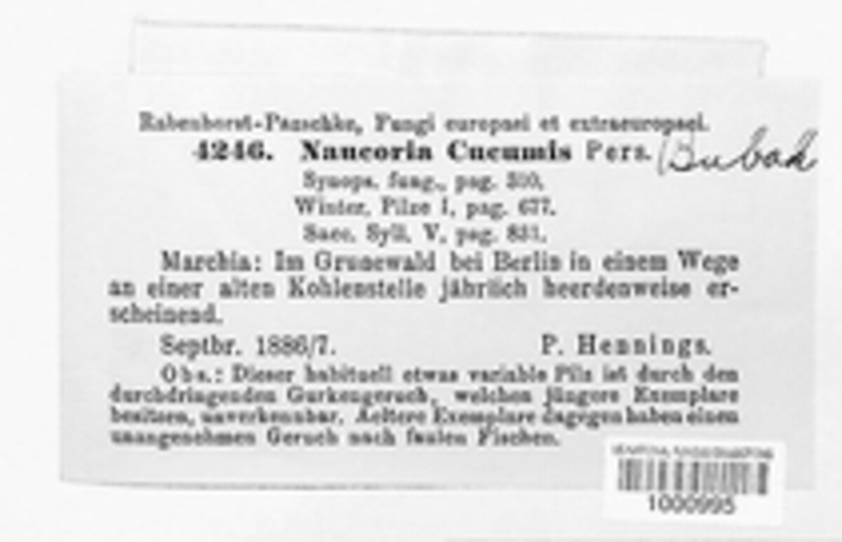 Macrocystidia cucumis image